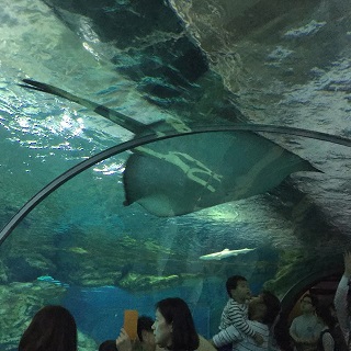 aquarium.JPG